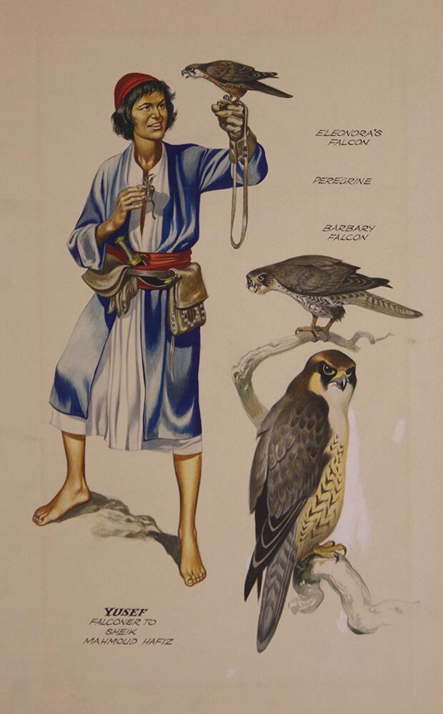 Falcons and Falconer art by Ron Embleton