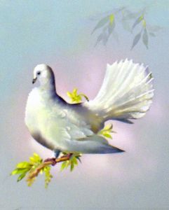 Fantail Dove (Great Britain) art by Bert Illoss