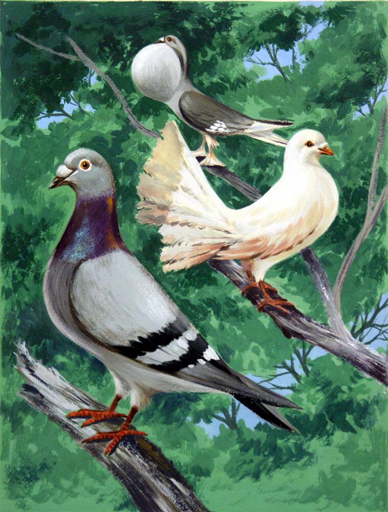 The Varieties of British Pigeons art by 20th Century unidentified artist
