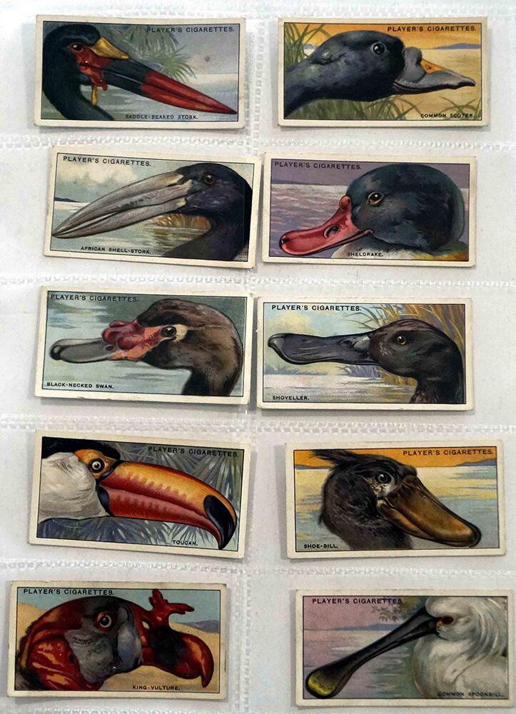 Full Set of 50 Cigarette Cards Curious Beaks (1929)