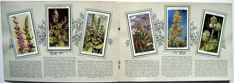 Complete Set of 50 'Wild Flowers' Wills Cigarette Cards in album (1936)