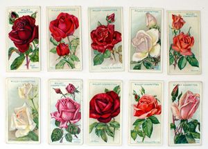 Cigarette Cards: Roses (10 cards)