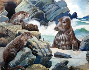 Seal and Sea Otters art by G W Backhouse