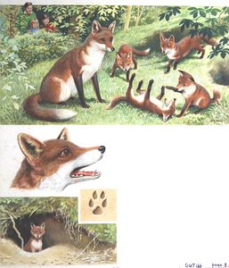 The Life of a Fox art by Reginald B Davis