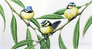 Blue Tits (Adults and Infant) art by Don Forrest