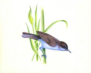 Reed Warbler art by Michael Hopkins