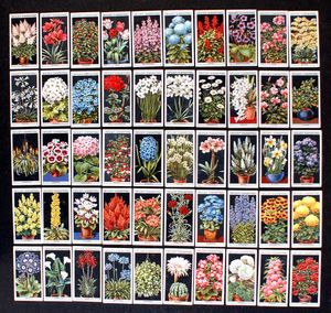 Cigarette Cards: Flower Culture In Pots (1925) (50 cards)