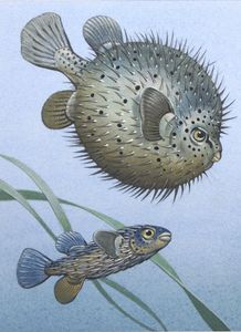 The Porcupine Fish art by Bernard Long