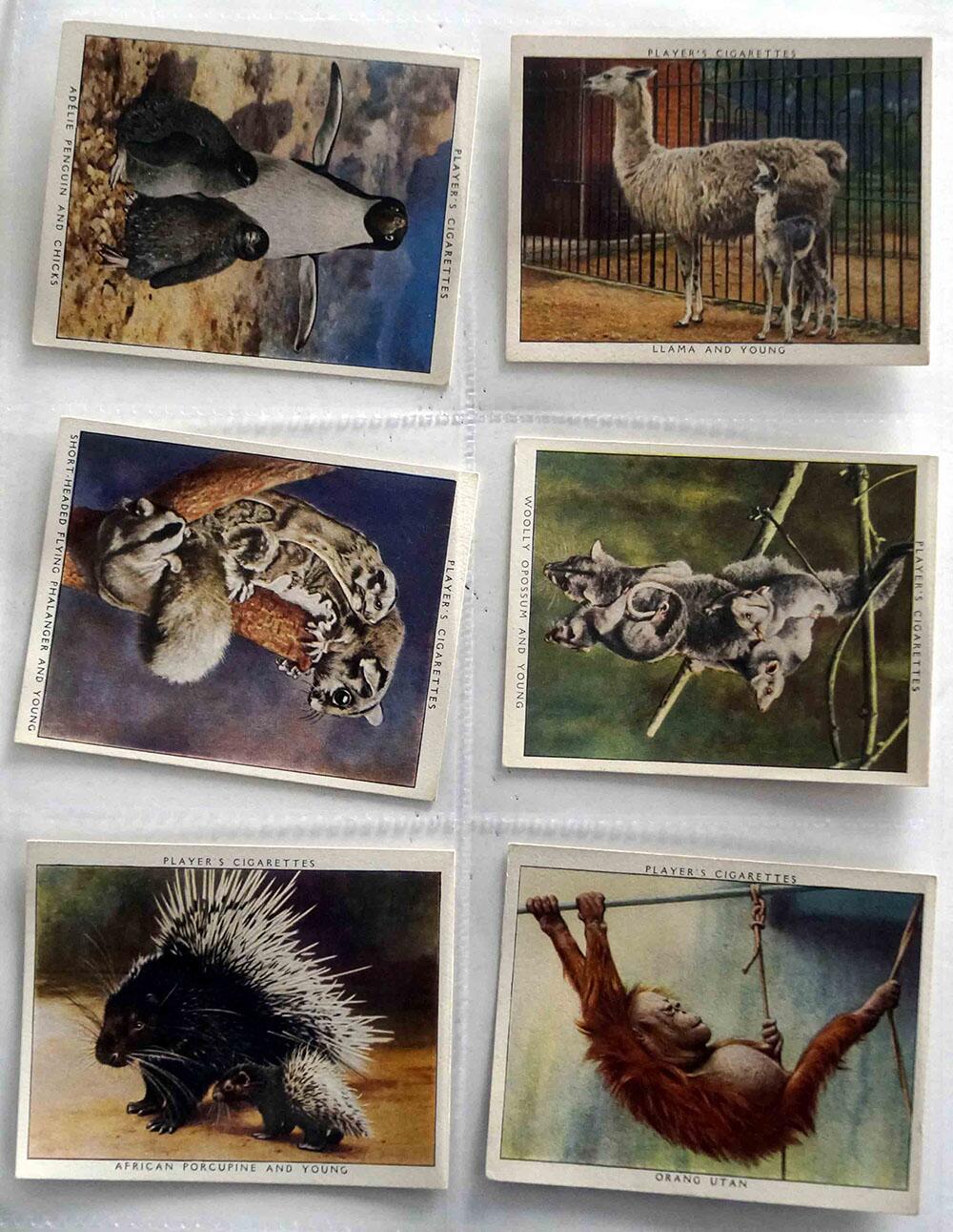 Full Set of 25 Cigarette Cards: Zoo Babies (1938) by Various