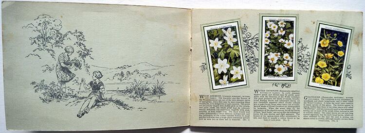 Complete Set of 50 'Wild Flowers' Wills Cigarette Cards in album (1936)