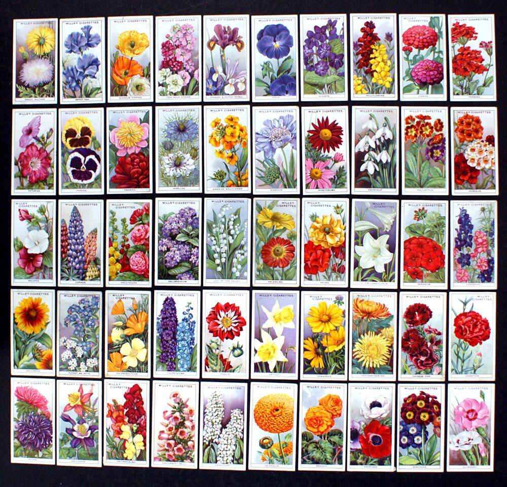 Cigarette Cards: Garden Flowers (1933) (50 cards) at The Book Palace