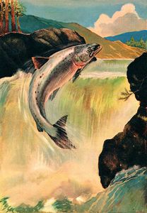 Salmon Leap art by G W Backhouse