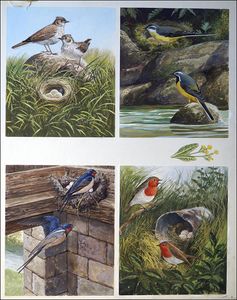 All Sorts of Birds and their Nests - 2 art by John F Chalkley