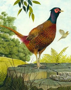 Cock Pheasant art by Kenneth Lilly