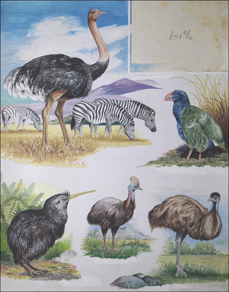 Flightless Birds art by DEW