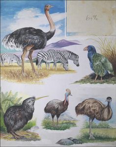Flightless Birds art by DEW