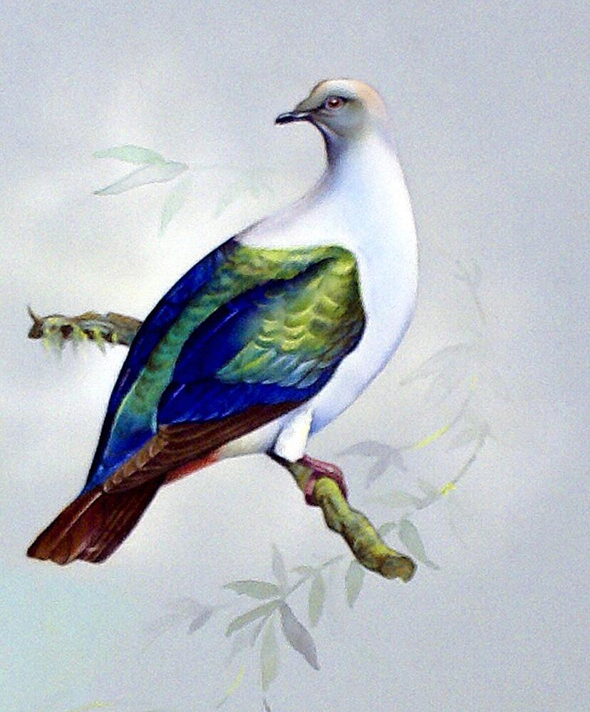 Imperial Fruit Pigeon (East Indies) art by Bert Illoss