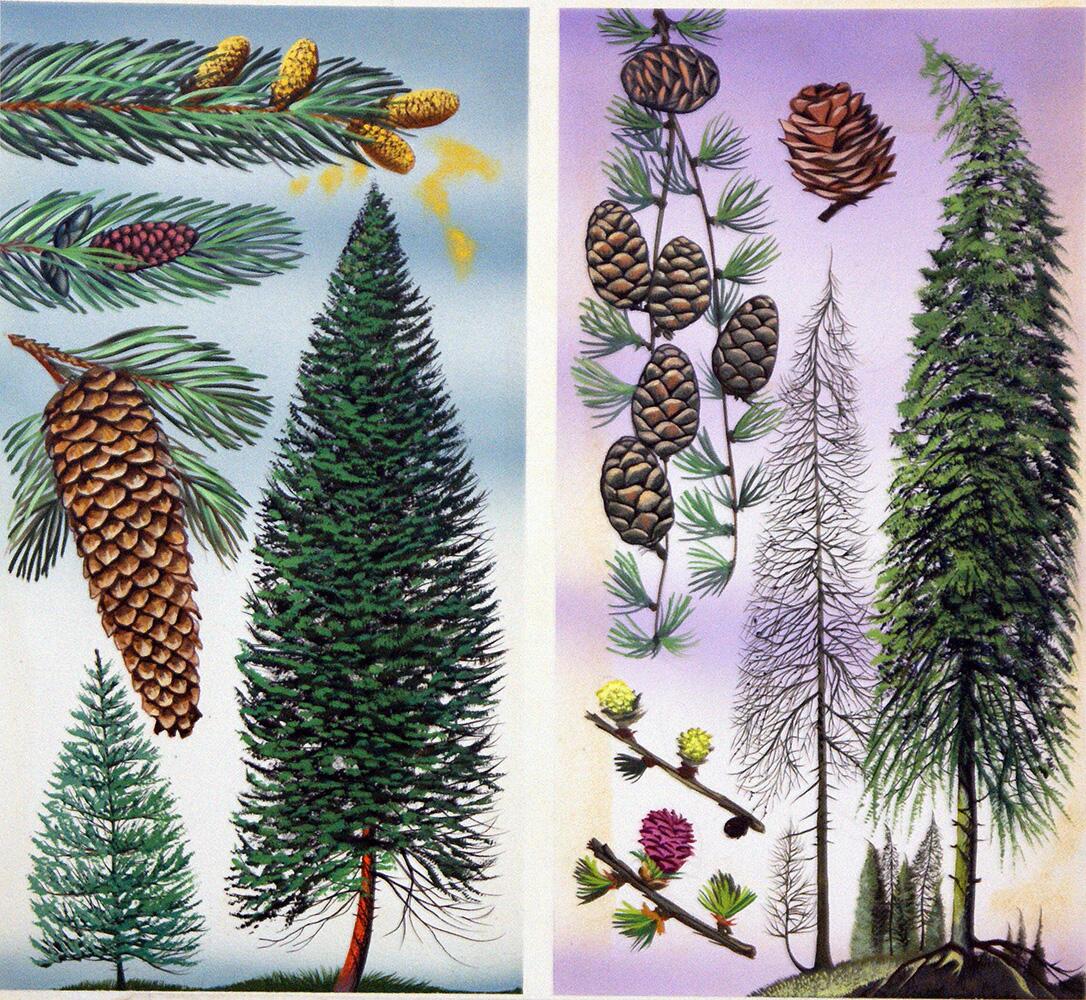 Douglas Fir and Scots Pine art by David Pratt