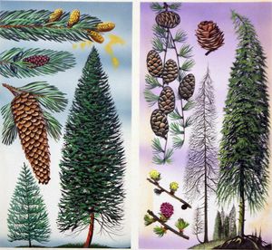 Douglas Fir and Scots Pine art by David Pratt