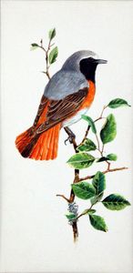 Redstart art by Ian McIntosh