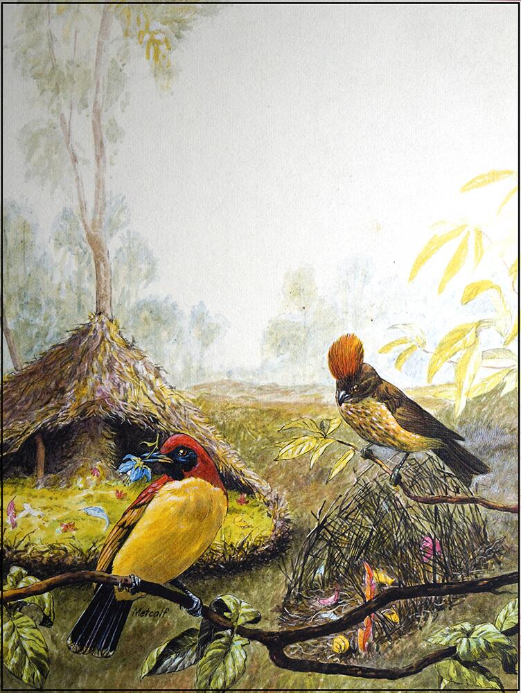 Bowerbirds art by Peter Metcalf
