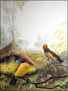 Bowerbirds art by Peter Metcalf