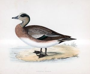 American Wigeon - hand coloured lithograph 1891 art by Beverley R Morris