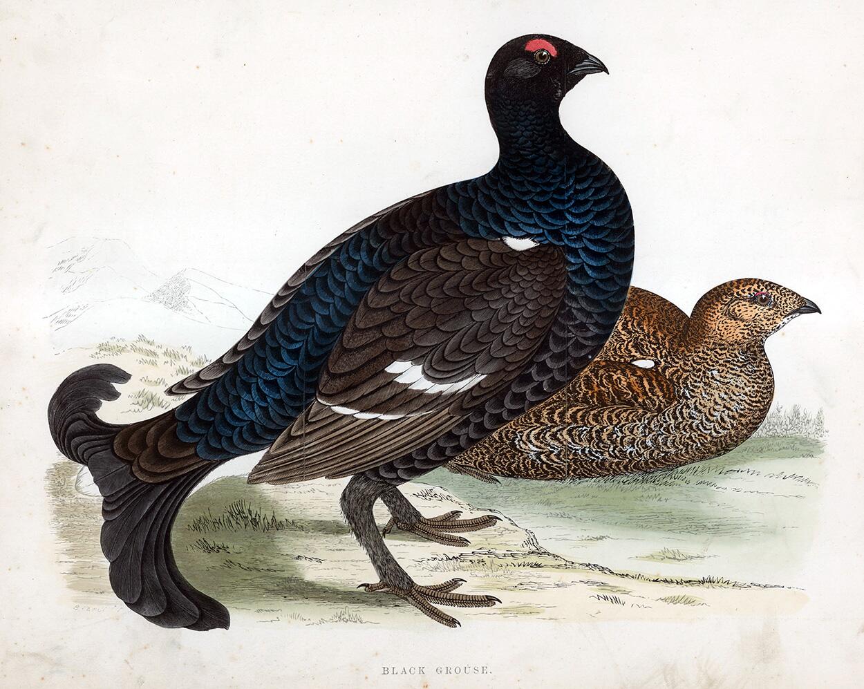 Black Grouse - hand coloured lithograph 1891 art by Beverley R Morris