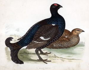 Black Grouse - hand coloured lithograph 1891 art by Beverley R Morris