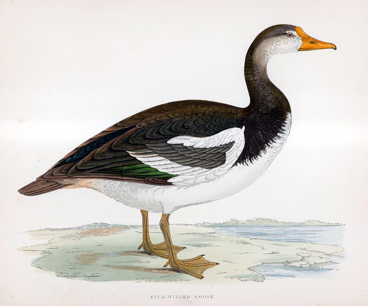 Spur Winged Goose - hand coloured lithograph 1891 art by Beverley R Morris