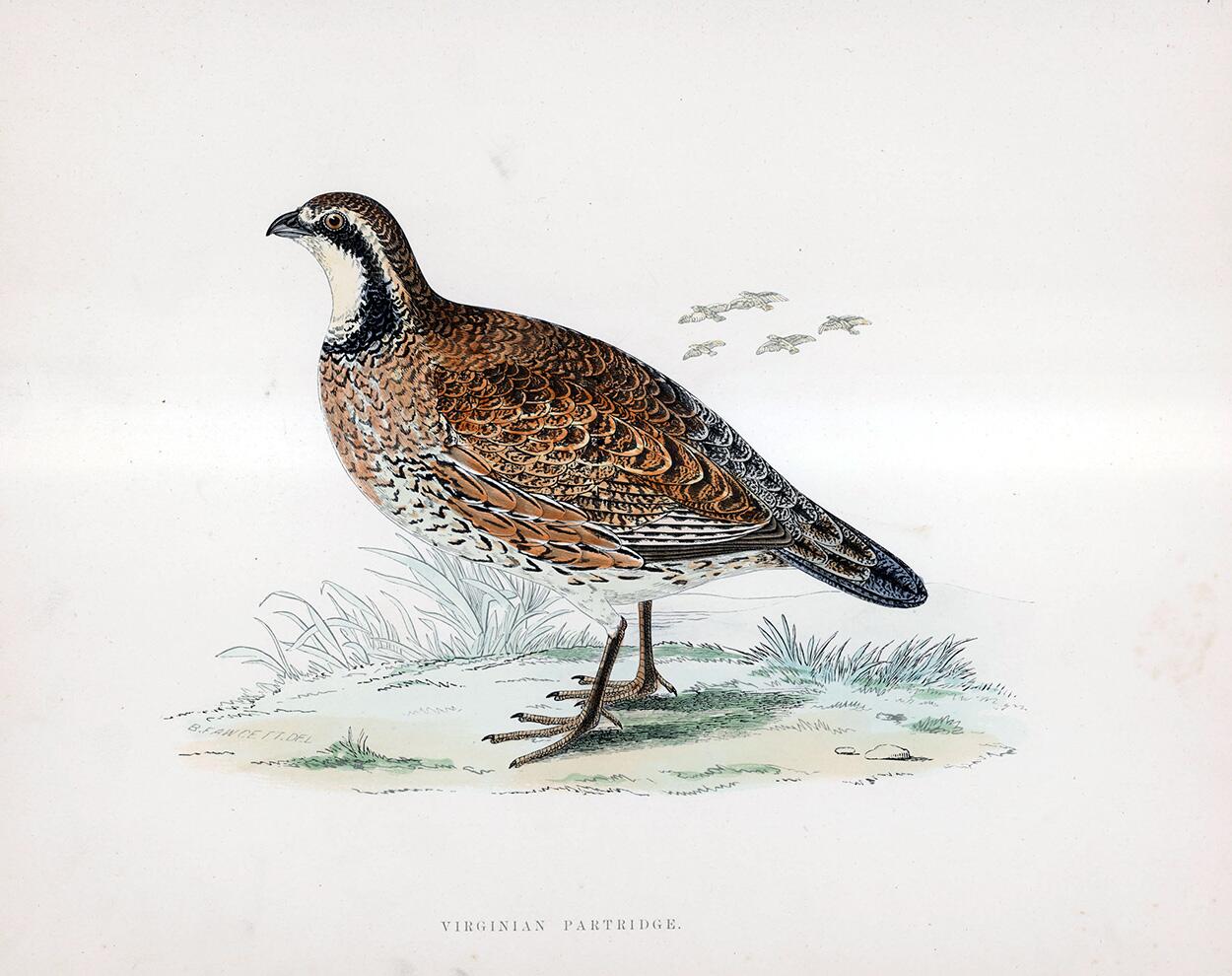 Virginian Partridge - hand coloured lithograph 1891 art by Beverley R Morris