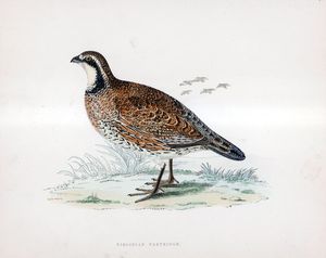 Virginian Partridge - hand coloured lithograph 1891 art by Beverley R Morris
