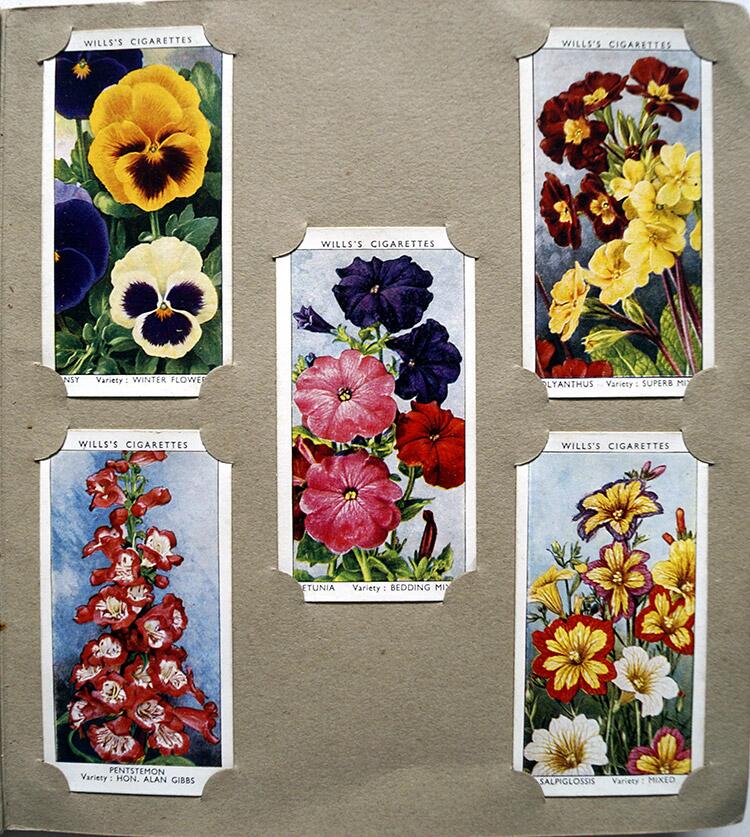 Complete Set of 50 'Garden Flowers' by Richard Sudell Wills Cigarette Cards  in album (1939) by Richa