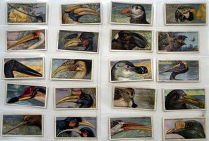 Full Set of 50 Cigarette Cards Curious Beaks (1929)