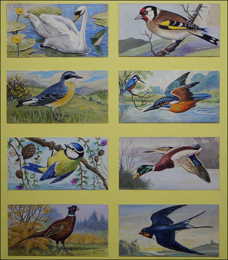 The Many Birds of Britain art by 20th Century unidentified artist