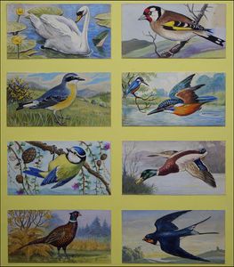 The Many Birds of Britain art by 20th Century unidentified artist