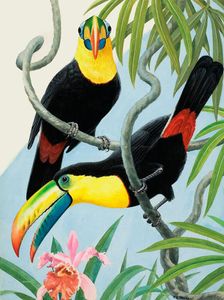 Two Toucans art by Reginald B Davis