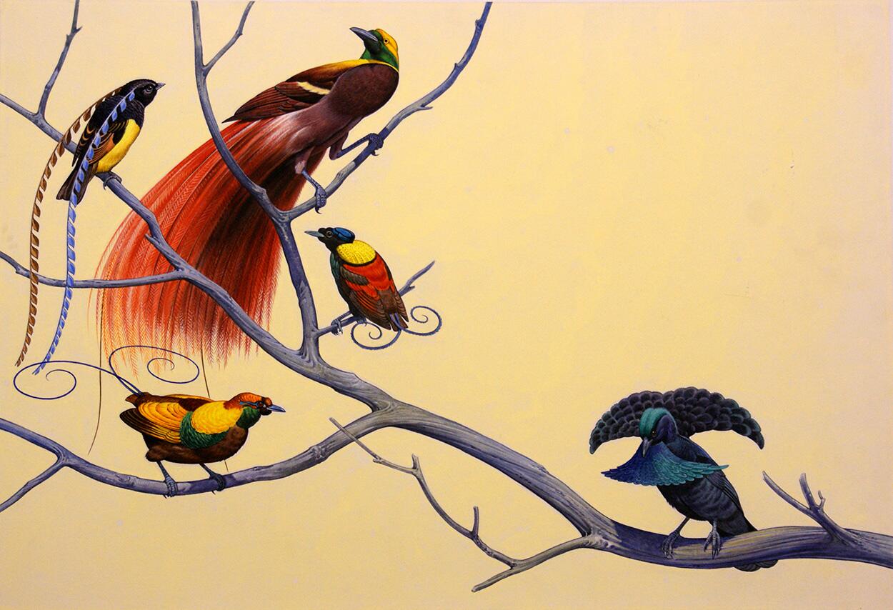 Birds of Paradise art by Bernard Long