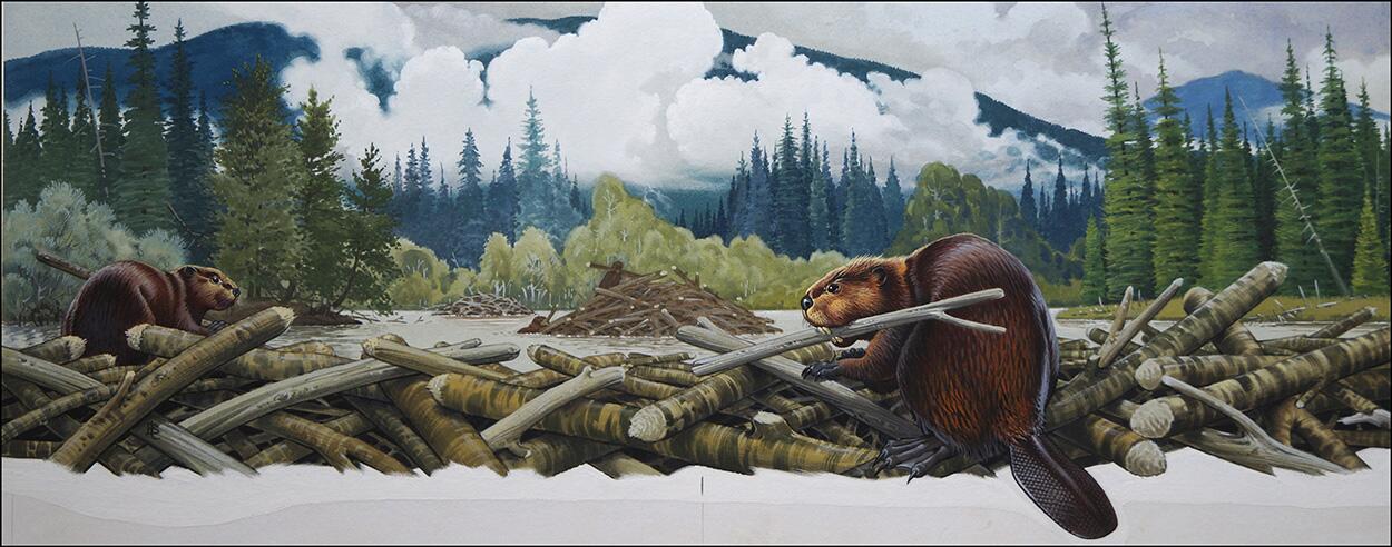 What Beavers Do Best art by Bernard Long