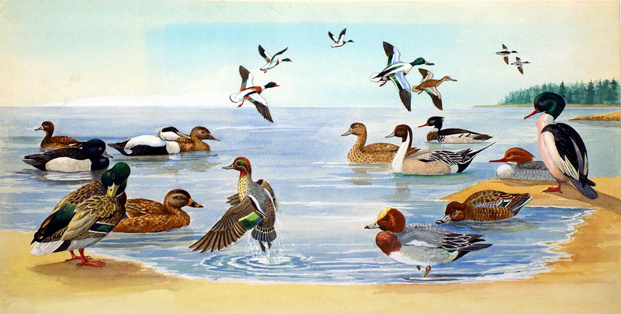 Nature Scene with Ducks art by Bernard Long