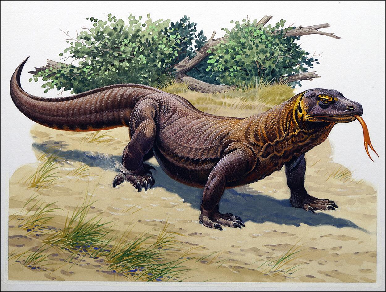 Komodo Dragon art by Bernard Long