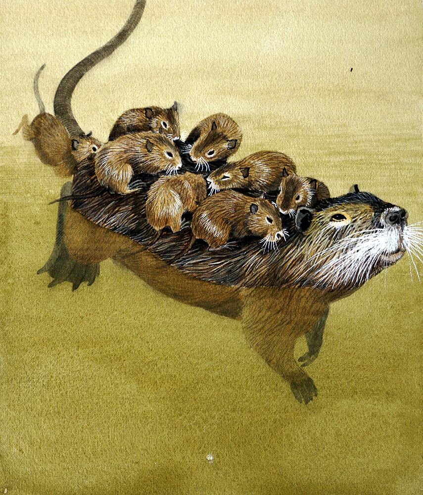 Coypu art by Kenneth Lilly