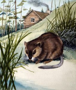 Musk-Rat art by Kenneth Lilly