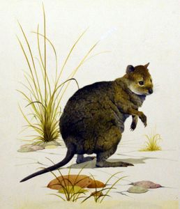 The Quokka art by Kenneth Lilly