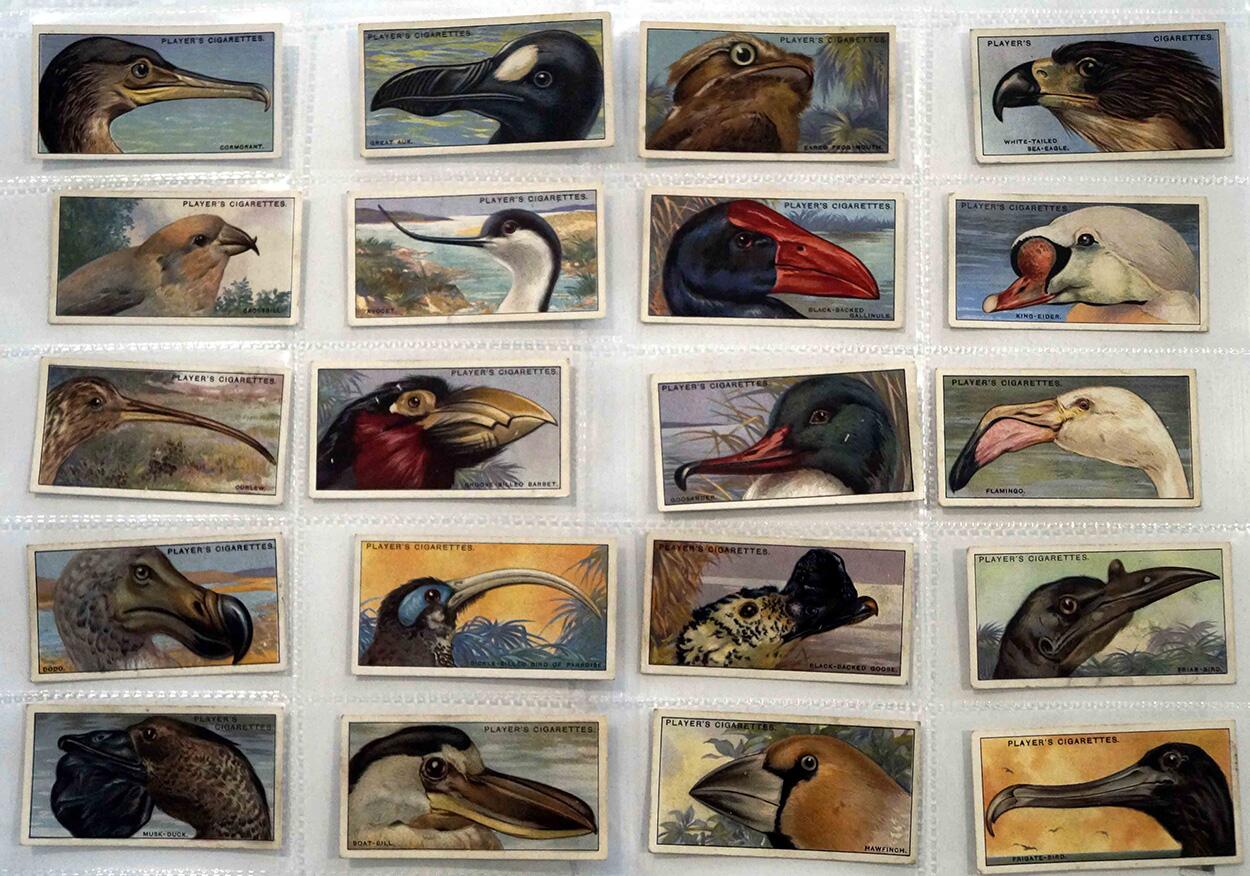 Full Set of 50 Cigarette Cards Curious Beaks (1929)