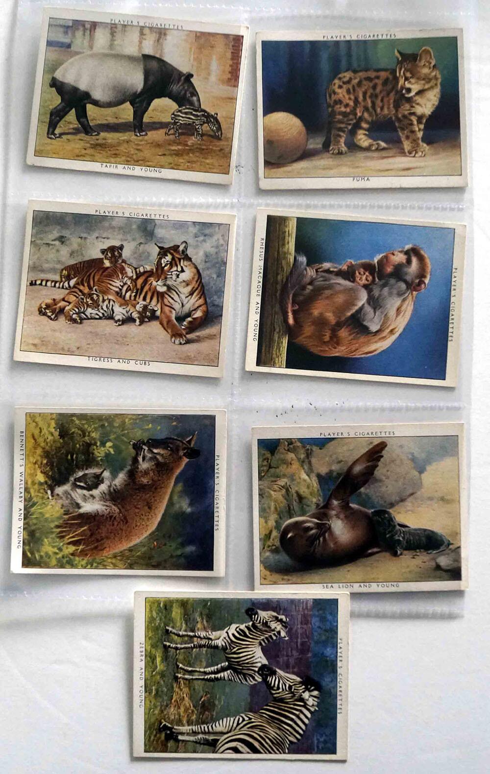 Full Set of 25 Cigarette Cards: Zoo Babies (1938) by Various