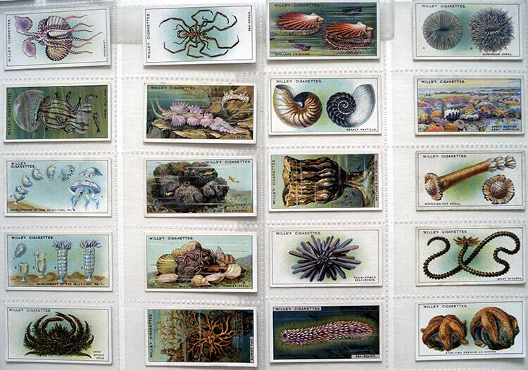 Complete Set of 50 'Wonders Of The Sea' Wills Cigarette Cards (1928)