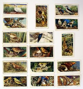 Cigarette Cards: Birds & Their Young (16 cards)