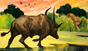 Water Buffalo meets Tiger: Wonders of Nature art by G W Backhouse