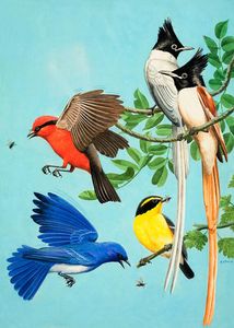 Brightly Coloured Birds art by Reginald B Davis